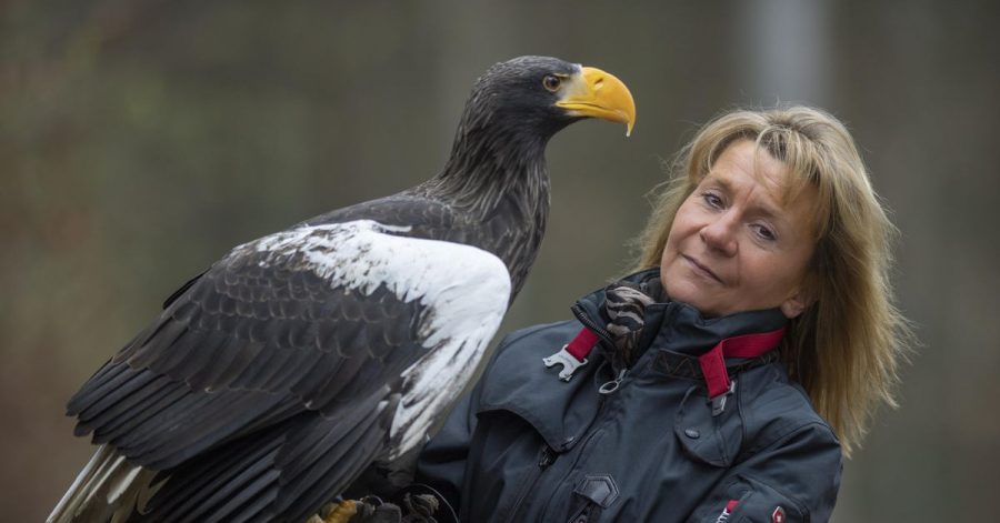 Der Riesenseeadler «Grobi» sitzt auf einem älteren Foto auf dem Arm der Inhaberin der Falknerei Bergisch Land in Remscheid, Carola Schossow.
