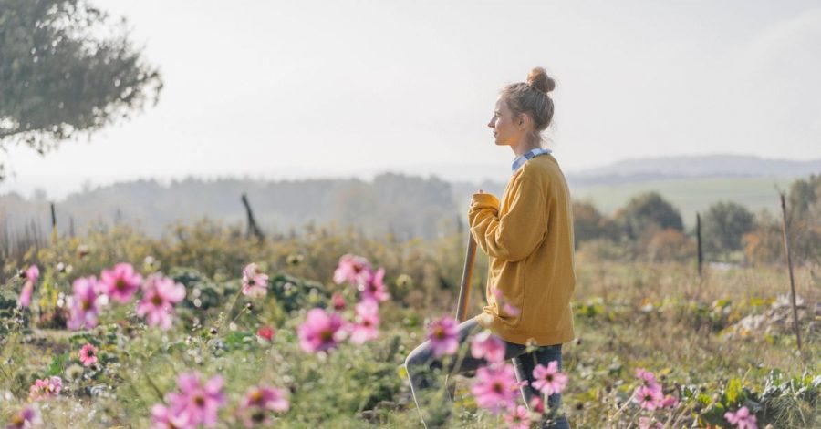 Statt Rasen: Eine Blumenwiese lockt Insekten und Vögel an und ist weniger aufwendig zu pflegen.