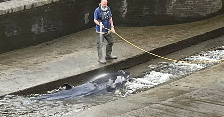 Ein etwa vier Meter langer verletzter Minkwal wurde von Rettungskräften aus einer Themse-Schleuse befreit.
