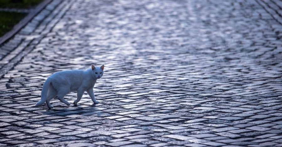 Katze mit Gefühlen: Die britische Regierung will das Land zum Vorreiter bei Tierrechten machen. (Symbolbild)