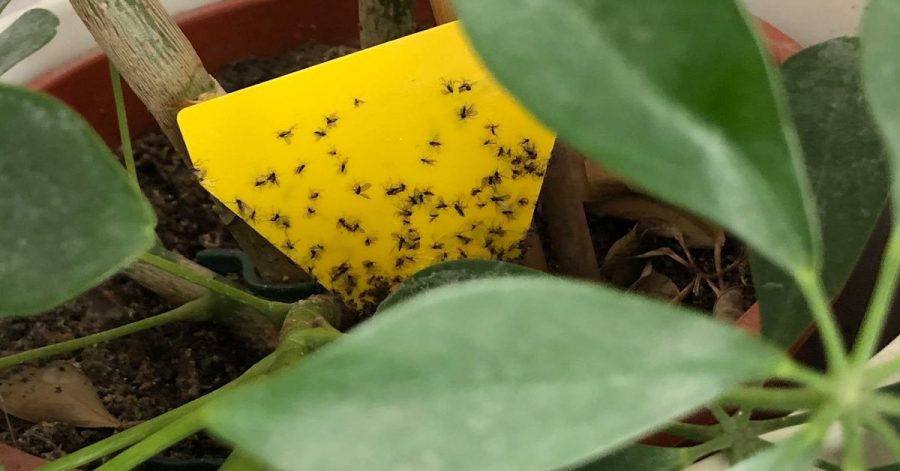 Wenn Ihre Zimmerpflanze befallen ist, können Sie mit Gelbstickern die Trauermücken fangen.