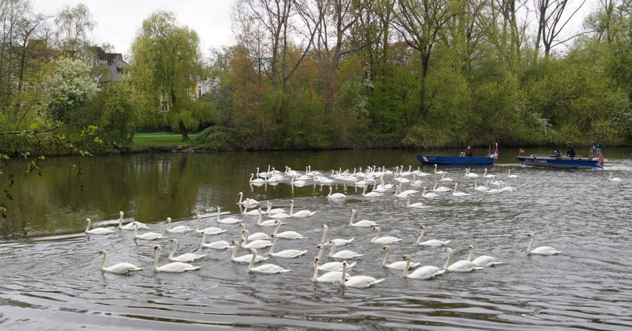 Die Alsterschwäne werden mit Booten in Richtung Außenalster begleitet.