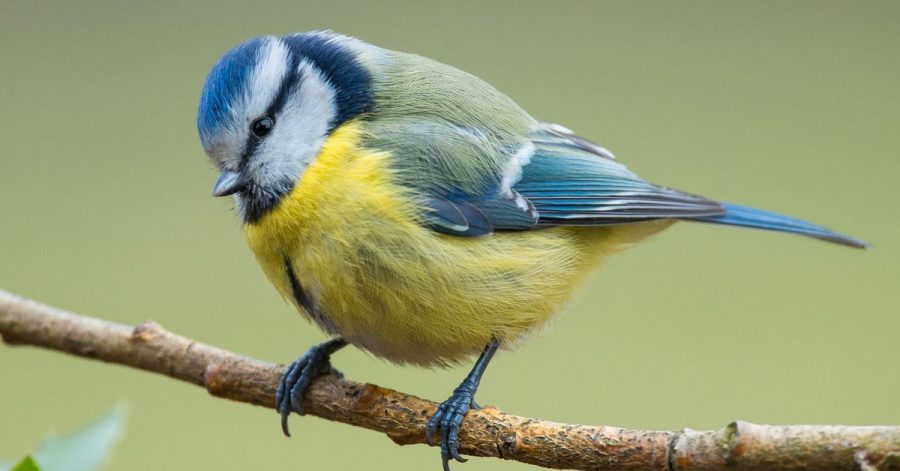 Der Naturschutzbund Deutschland (Nabu) ruft wieder einmal zum Vogelzählen auf. Die Aktion soll auch mehr Aufschluss über den Blaumeisenbestand bringen.