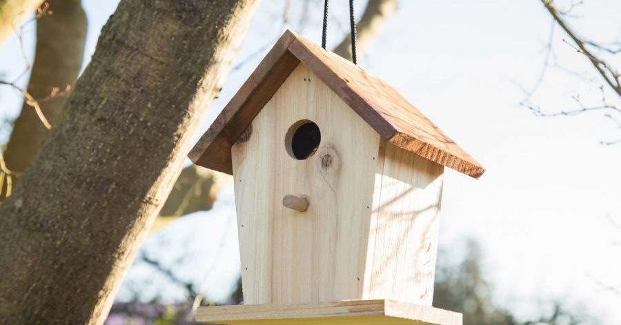 Der Vogelnistkasten für Kohlmeisen sollte einen Schlupfloch-Durchmesser von 32 mm haben.