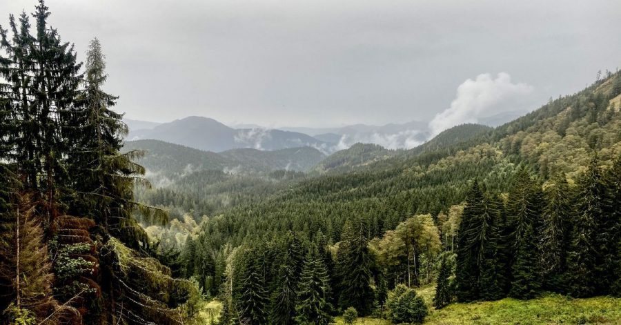 Der Nationalpark Kalkalpen bietet wilde Natur und ist daher die Heimat vieler seltener Pflanzen- und Tierarten.