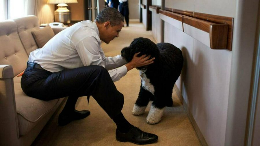 Eines der bekanntesten Fotos von Bo zeigt ihn 2011 mit Herrchen Barack Obama an Bord der Air Force One. (wag/spot)