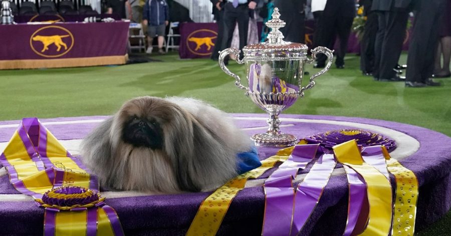 Der Pekinese Wasabi bei der Preisverleihung nach der Westminster Kennel Club Hundeshow.