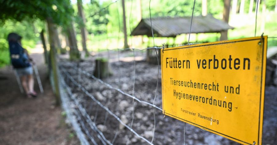 Im Wildgehege am Stadtrand von Ravensburg ist das Füttern von Wildschweinen verboten.