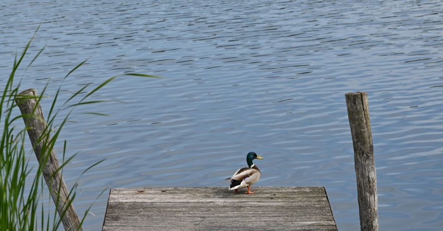 Die Europäische-Umweltagentur präsentierte ihren jährlichen Badegewässer-Bericht, in dem es um die Wasserqualität in Deutschlands Seen, Flüssen und Küstengewässern geht.