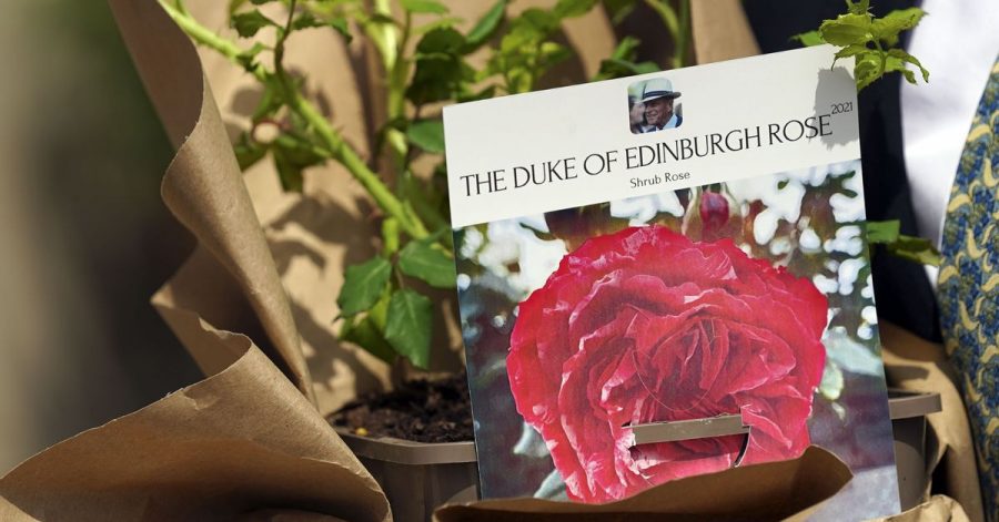 Eine Rose für Prinz Philip.