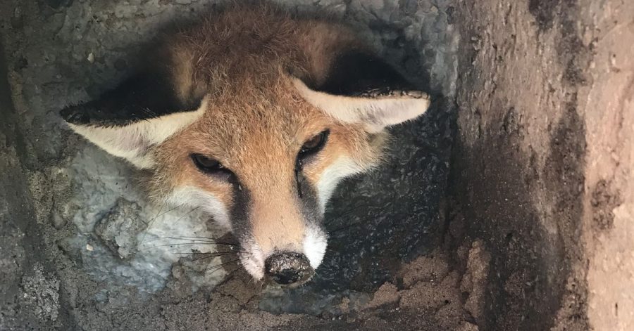 Ein Fuchs in der Falle.