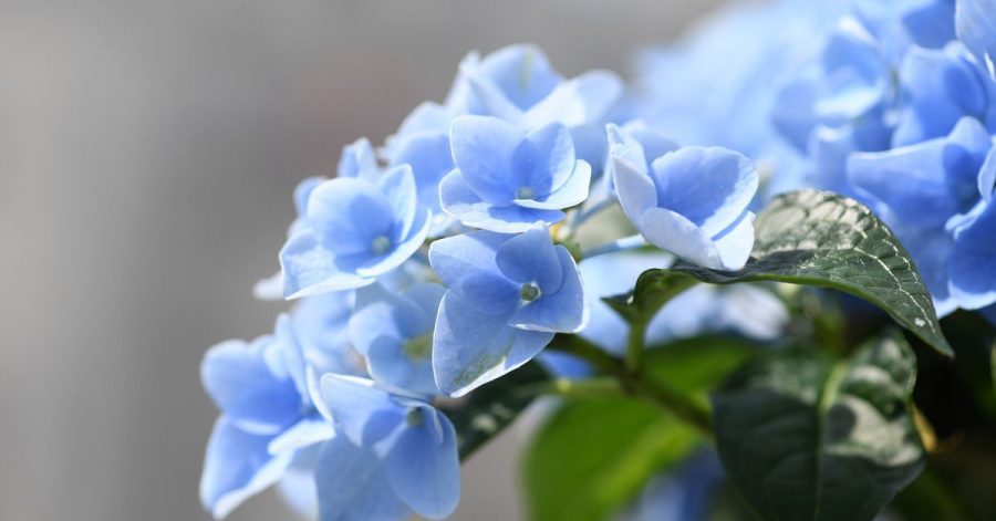Manche Hortensien blühen blau, da sie den Farbstoff Delphinidin in sich tragen - allerdings muss der Boden dafür einen niedrigen pH-Wert haben.