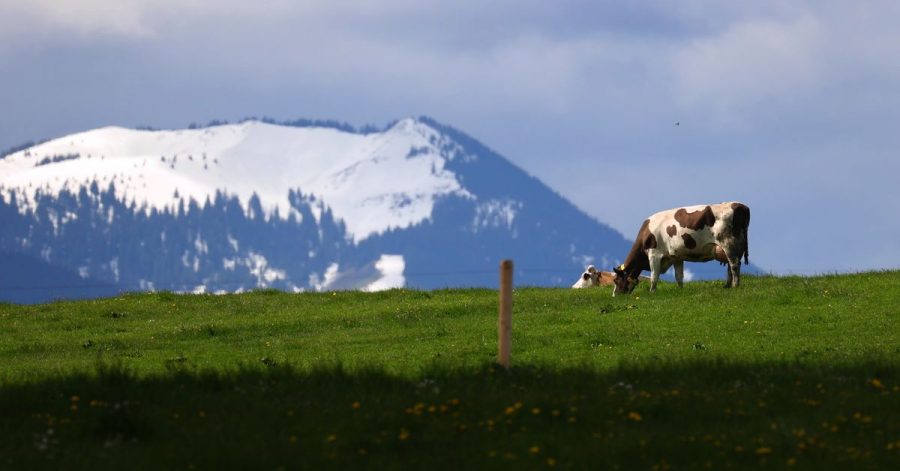 Hunde können vor allem von Mutterkühen als Bedrohung wahrgenommen werden. Eine Online-Wanderkarte soll künftig derartige Aufeinandertreffen vermeiden.
