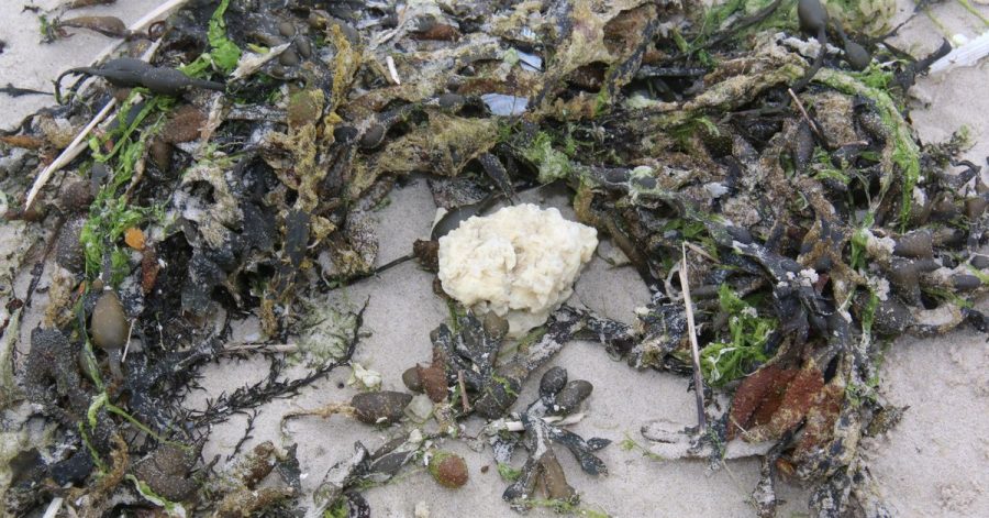 Ein weißer Klumpen am Badestrand von Wangerooge.