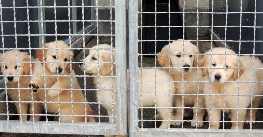 Laut dem Deutschen Tierschutzbund hat sich die Zahl der illegal gehandelten Hunde im Corona-Jahr 2020 im Vergleich zu 2019 fast verdreifacht