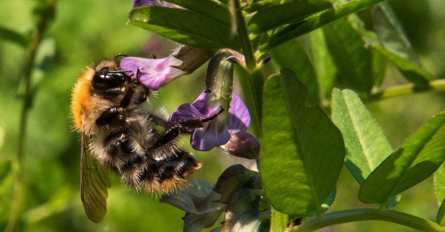 Eine Ackerhummel sitzt an einer Wildblume. Naturschützer haben wieder eine Zählaktion zu Insekten gestartet.