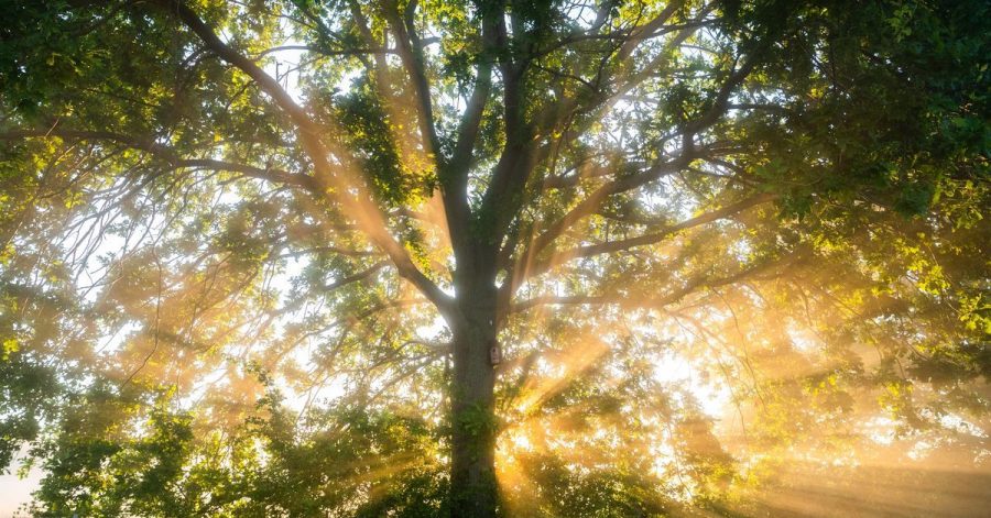 Die aufgehende Sonne in der Leinemasch in der Region Hannover. Der Deutsche Wetterdienst DWD sagt für die nächsten Tage eine Hitzewelle mit Temperaturen von bis zu 37 Grad voraus.