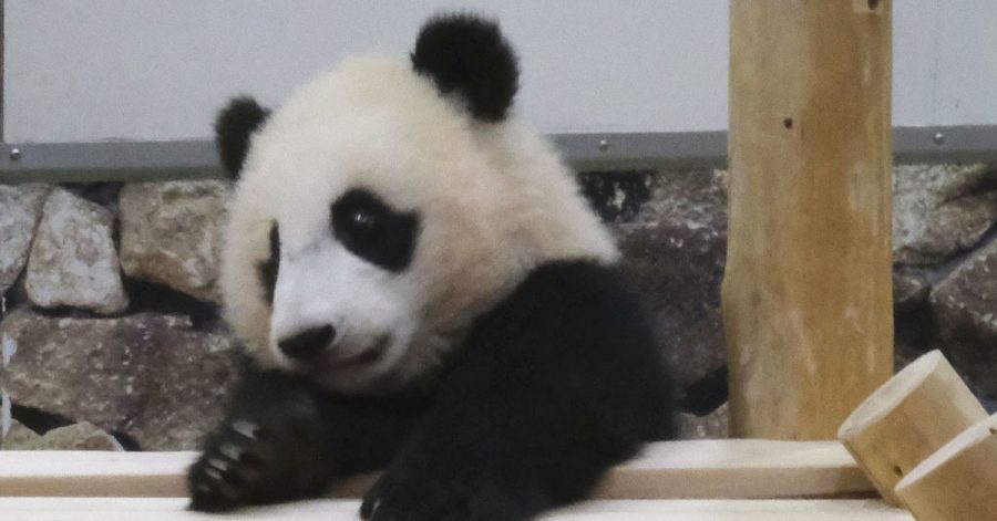 Japaner lieben Pandas - nach der Geburt von Panda-Zwillingen in einem Tokioter Zoo wird nun mit einem Besucherandrang gerechnet. (Symbolbild)