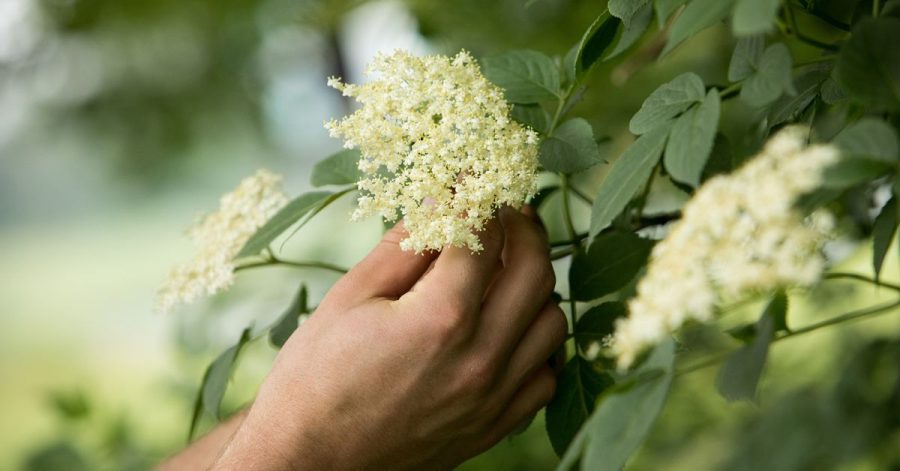 Wer selbst aus Holunderblüten Sirup herstellt, ärgert sich vielleicht über die Schlieren, die später in der Flasche entstehen können. Sie kommen von Blütenpollen, sind aber nicht gefährlich.