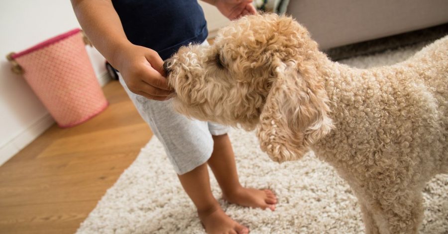 Dem Hund was vom Kuchen abzugeben, ist keine gute Idee. Wenn er mit dem Zuckeraustauschstoff Xylit gebacken wurde, ist er sogar hochgiftig für den Vierbeiner.