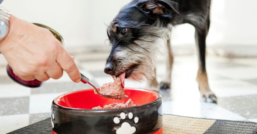 Ein Hund sollte von klein auf merken, dass er nicht um sein Futter fürchten muss.
