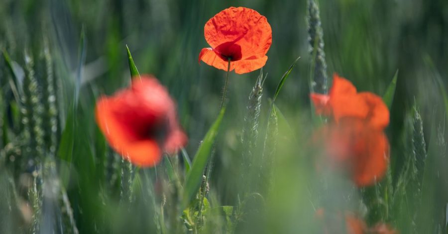 Mohnblumen in einem Getreidefeld in der Wetterau. In der nächsten Woche wird es warm.