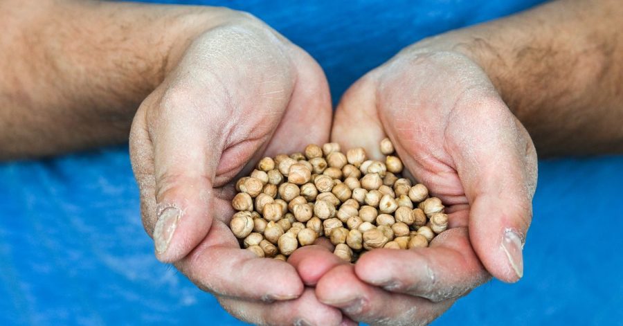 Die Firma Zeevi, die Kofu (Tofu aus Kichererbsen) produziert, wird ab Juli 2021 nur noch Kichererbsen aus Sachsen-Anhalt in Bio-Qualität verwenden.