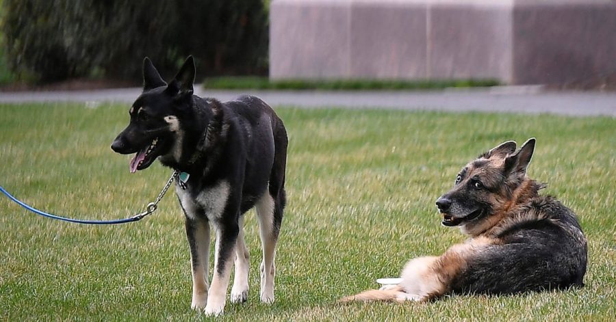 Der Deutsche Schäferhund Champ (r) und Major von Präsident Biden liegen auf dem South Lawn des Weißen Hauses.