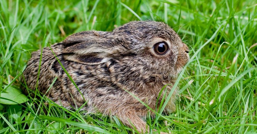 Ein drei Wochen altes Feldhasenbaby sitzt allein im Gras. In der Regel ist es nicht verlorengegangen, sondern wartet dort nur auf die Hasenmama.