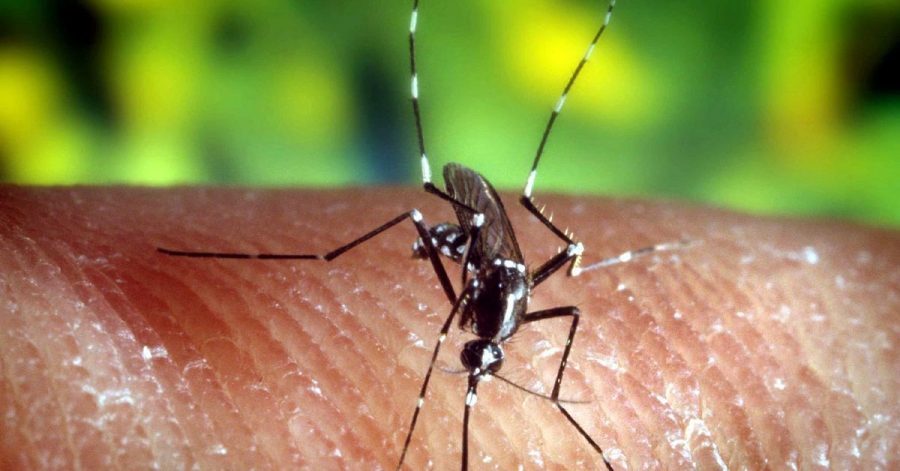 Die Erderwärmung begünstigt auch in Deutschland die Übertragung von gefährlichen Erregern wie dem Zika-Virus durch Mücken.