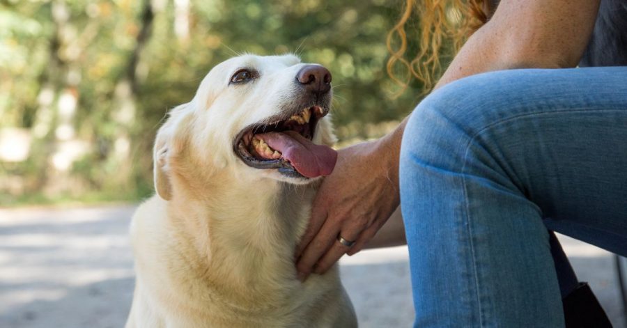 Nicht immer sind Hunde ruhig und friedlich. Richtet das Tier einen Schaden an, haftet der Halter.