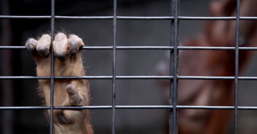 Eine Hand am Gitter: ein junger Orang-Utan in Gefangenschaft.