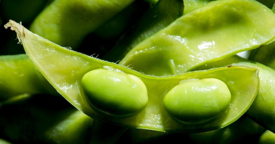 Edamame sind unreif geerntete Sojabohnen. Sie schmecken leicht nussig. Die faserigen Schoten müssen nach dem Garen entfernt werden - sie sind nicht essbar.