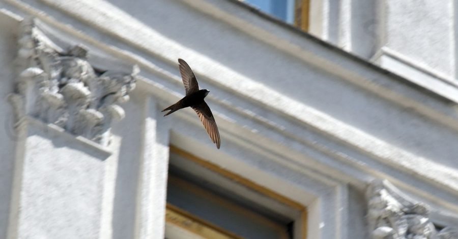 Insektenfressende Vogelarten wie der Mauersegler werden immer weniger.