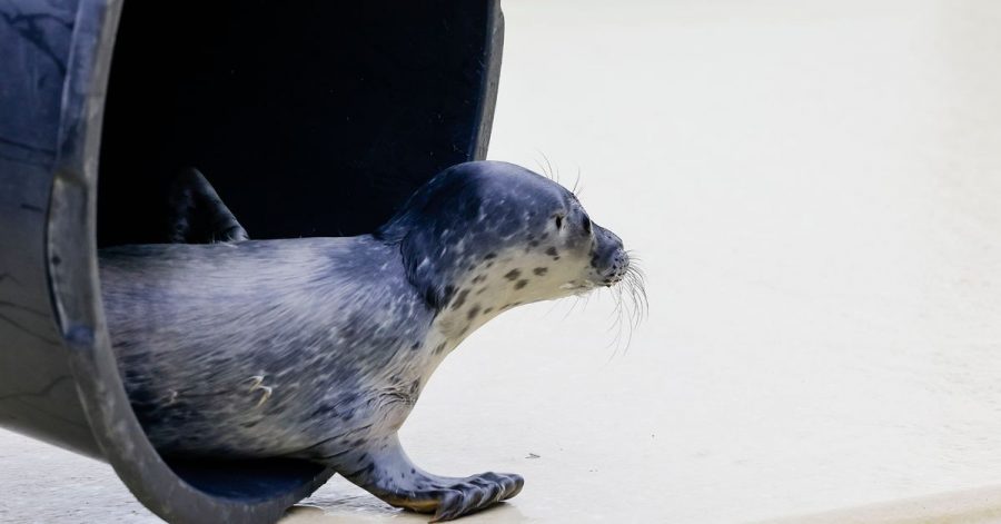 Lønne, erster Heuler der Saison, wird in der Seehundstation Friedrichskoog aufgepäppelt.