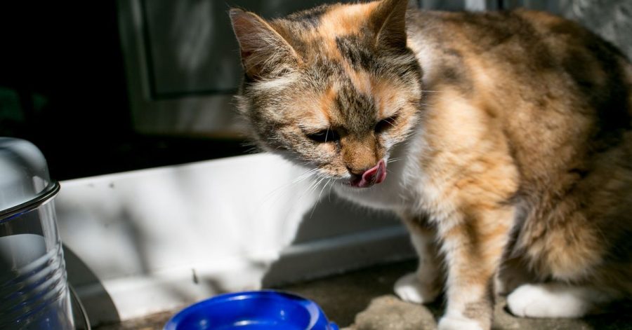 Ausreichend frisches Wasser ist wichtig für Katzen im Sommer. Wollen sie nicht trinken, kann Wasser unters Futter gemischt werden oder mit ein paar Tropfen Geschmack aufgepeppt werden.