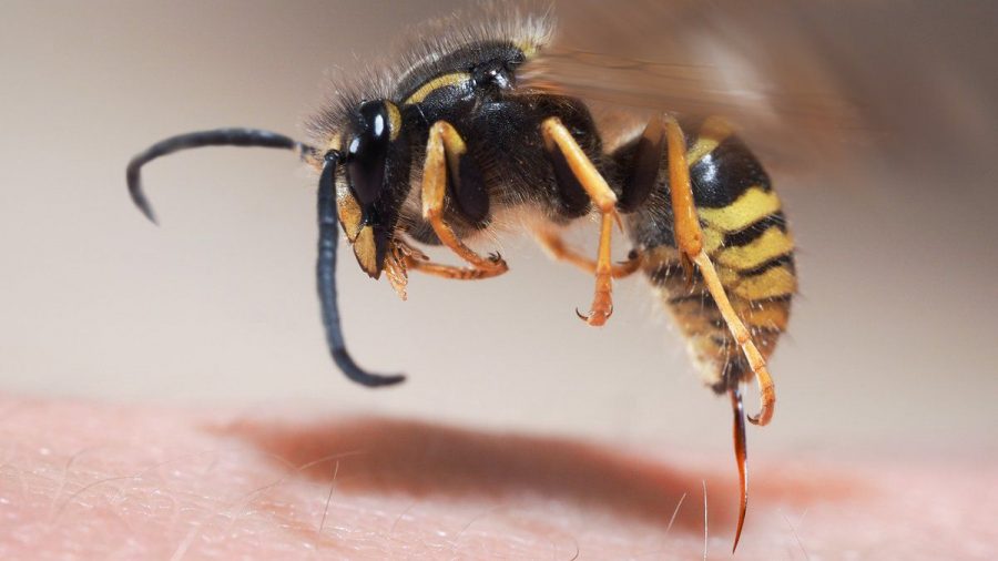 Im Gegensatz zu Bienen ziehen Wespen ihren Stachel nach dem Stich wieder heraus. (sob/spot)