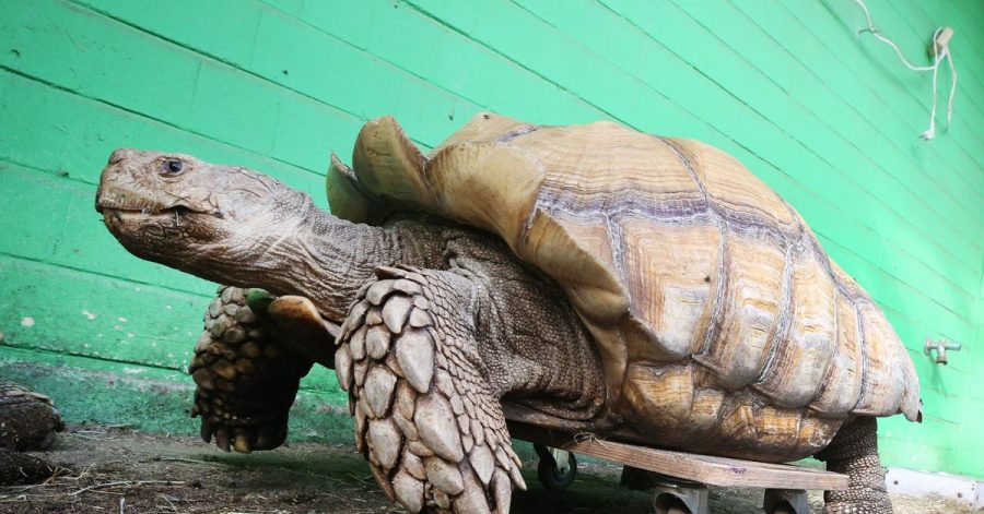 Das rund 100 Kilogramm schwere Schildkrötenmännchen Helmuth bewegt sich auf seinem Rollbrett durch das Gehege im Gelsenkirchener Zoo.