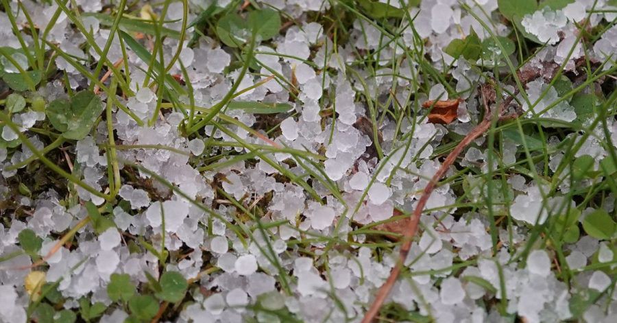 Hagelkörner liegen auf einer Wiese: Nehmen Unwetter in Deutschland zu? Diese Frage stellen sich Versicherer.