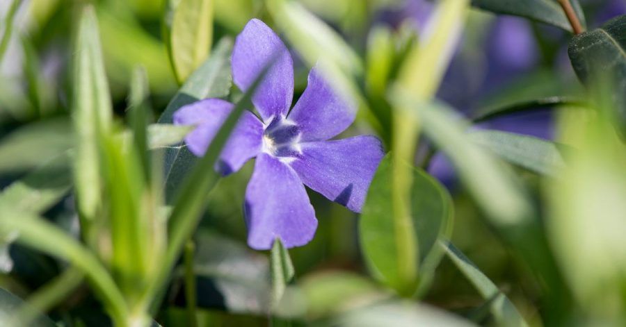 Das Balkan-Immergrün (Vinca balcanica) gehört unter den Turbo-Stauden zu jenen, die sich schnell in die Fläche ausbreiten.