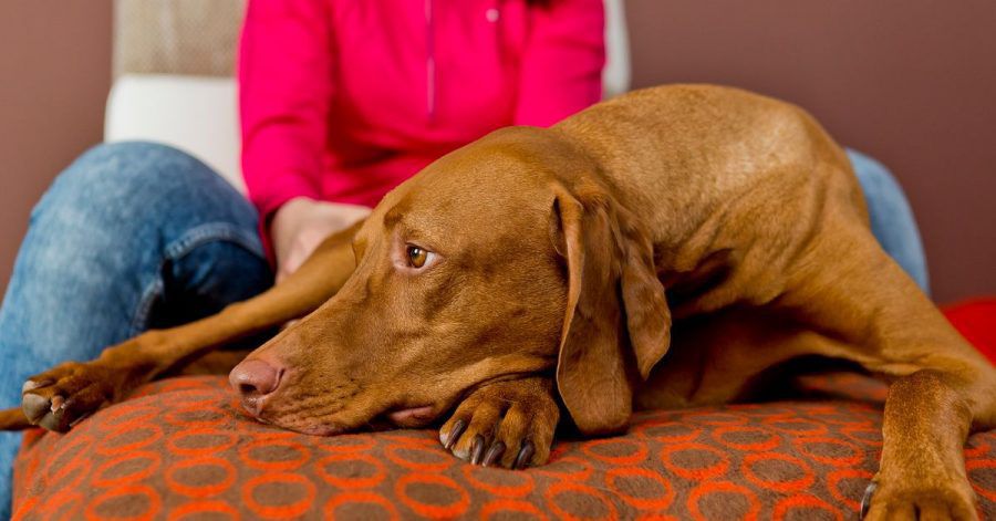 Nicht jeder Pflegehund passt zu jedem Pflegehaushalt.