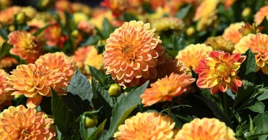 Schöne, aber schwere Blüten: Damit Dahlien und Stauden nicht abknicken, sollte man die Pflanzen unauffällig abstützen.