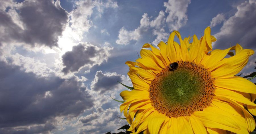 In der nächsten Woche ist es im Norden eher kühler, während im Süden um die 28 Grad erreicht werden.