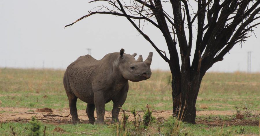 Ein Breitmaulnashorn geht auf dem Gebiet der privaten Nashornaufzucht von J. Hume in Südafrikas Nordwest-Provinz.