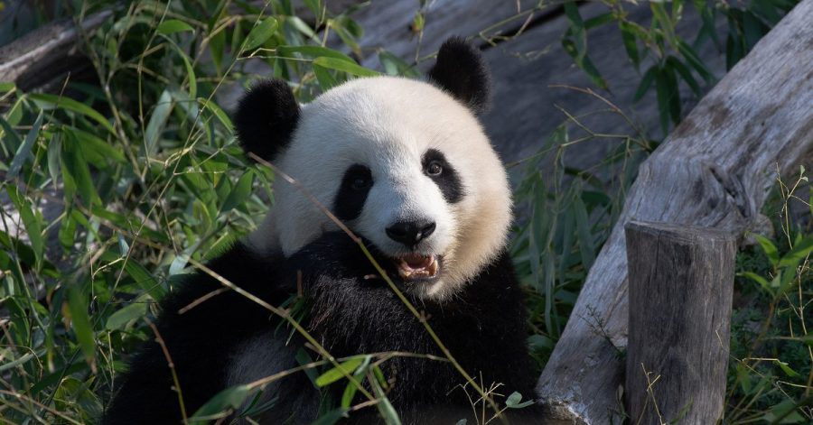 Die Panda-Dame Meng Meng hat am 10. Juli Geburtstag. Das muss gefeiert werden.