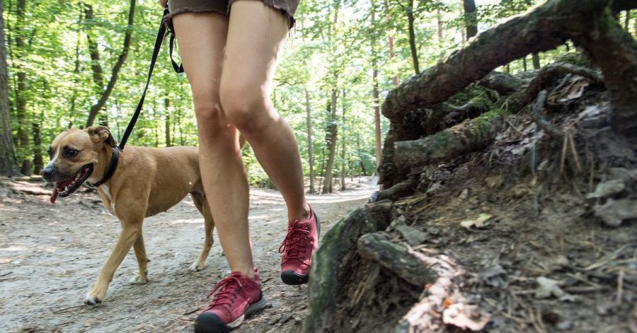 Bei Wanderungen mit dem Hund sollte man Kuhweiden und steile Pfade meiden, dafür aber regelmäßige Trinkpausen einplanen.