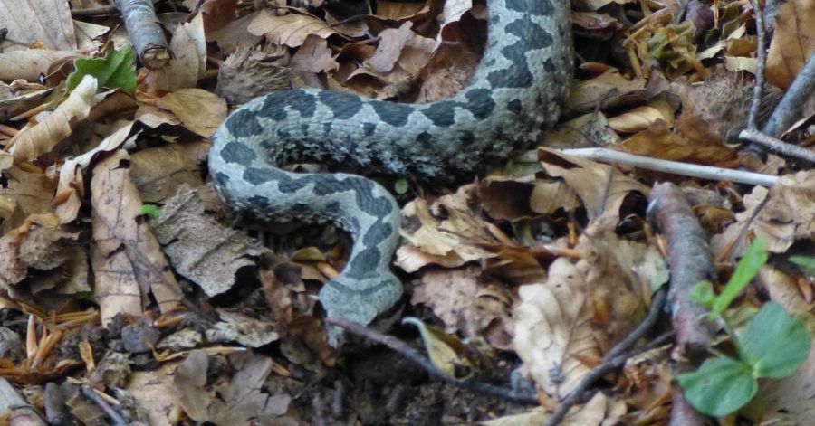 Die Hornviper gehört zu den gefährlichsten Schlangen in Europa. (Archivbild)