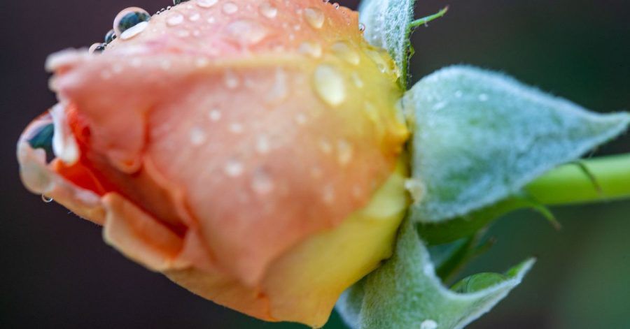 Regentropfen sammeln sich auf einer Rosenblüte. Am Wochenende beruhigt sich das Wetter.
