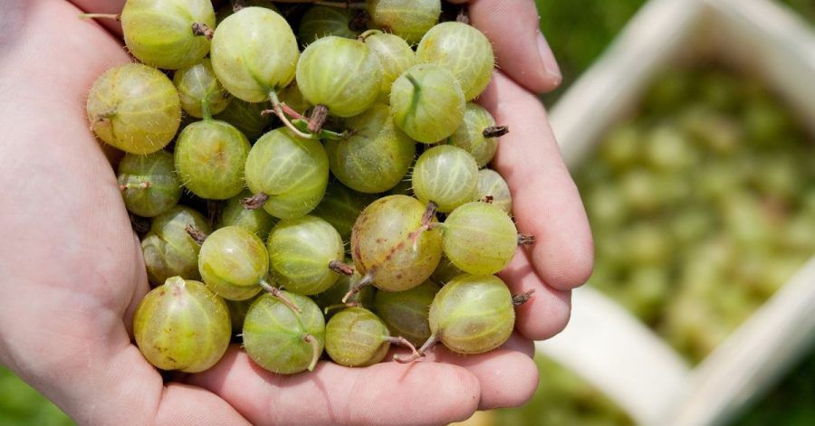 Wenn sich Stachelbeeren leicht eindrücken lassen, ist der richtige Zeitpunkt sie zu ernten.