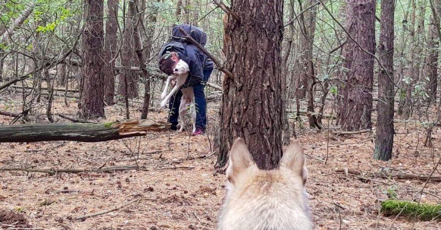 Ein Pettrailer-Hund hat den Ausreißer im Wald aufgespürt.